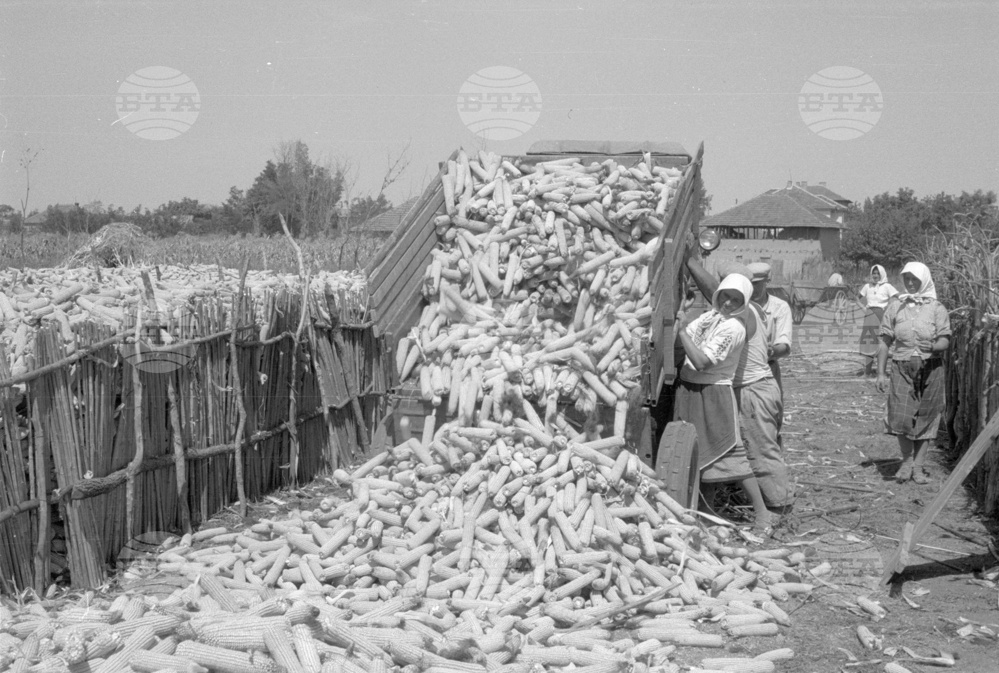 ТКЗС (Трудово кооперативно земеделско стопанство) във Видин - 1963
