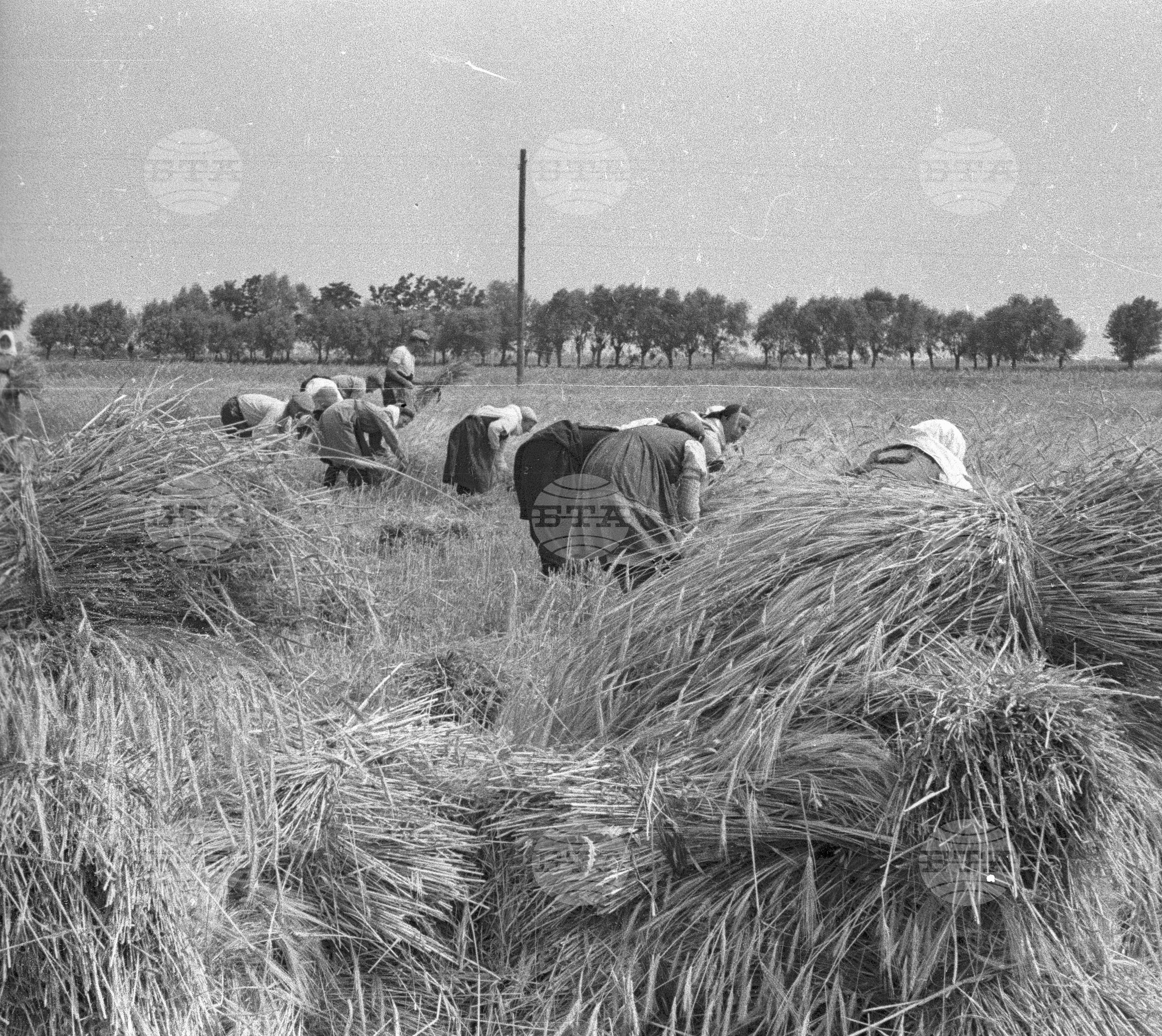 Жътва в Цалапица - Костиево, 1951
