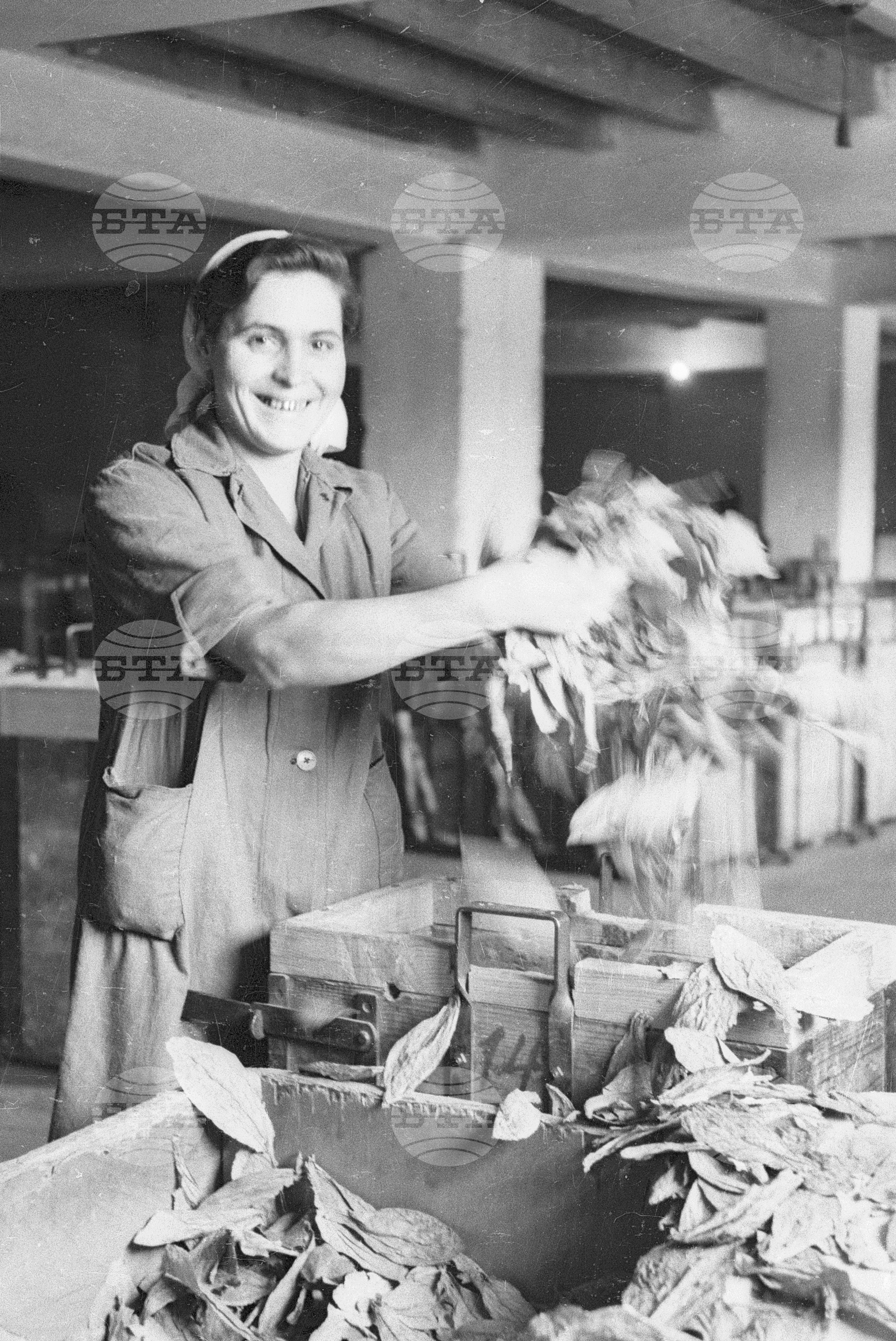 Тютюнопроизводство в България, 1951