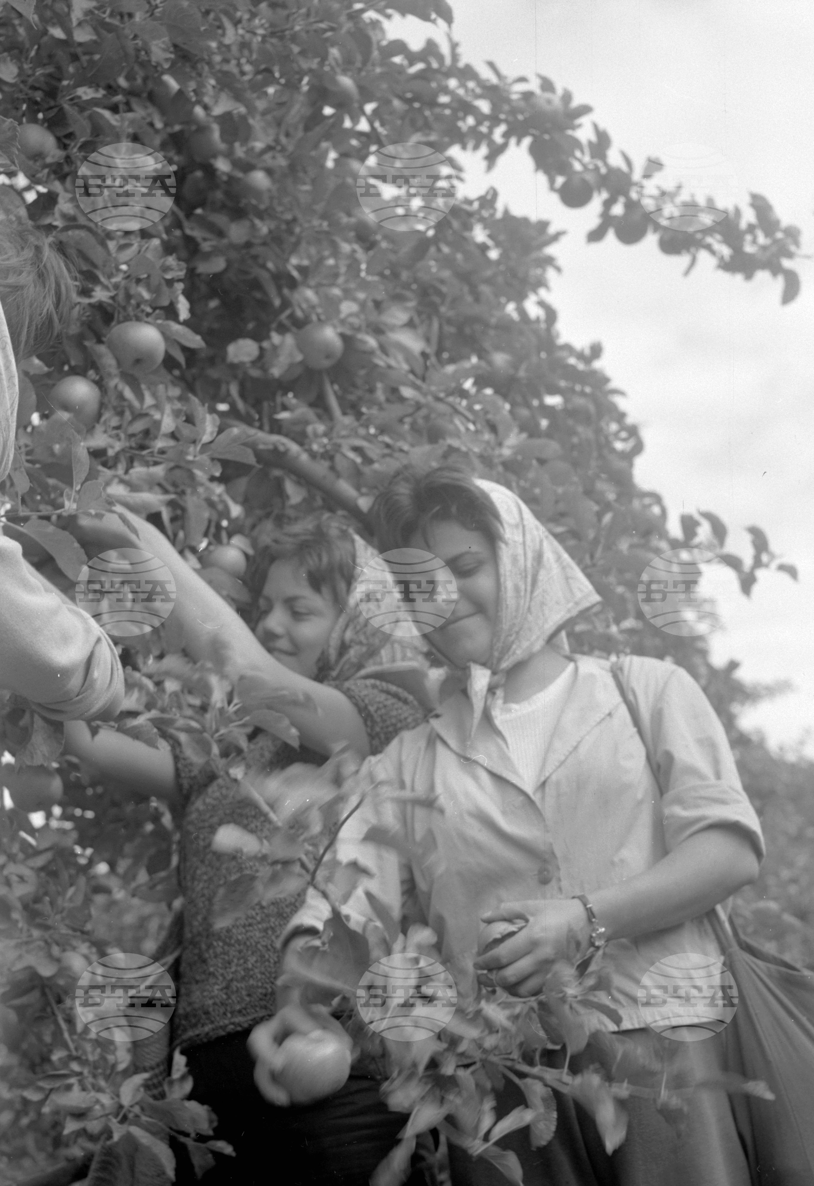 Из Кюстендилски окръг - септември 1962 година