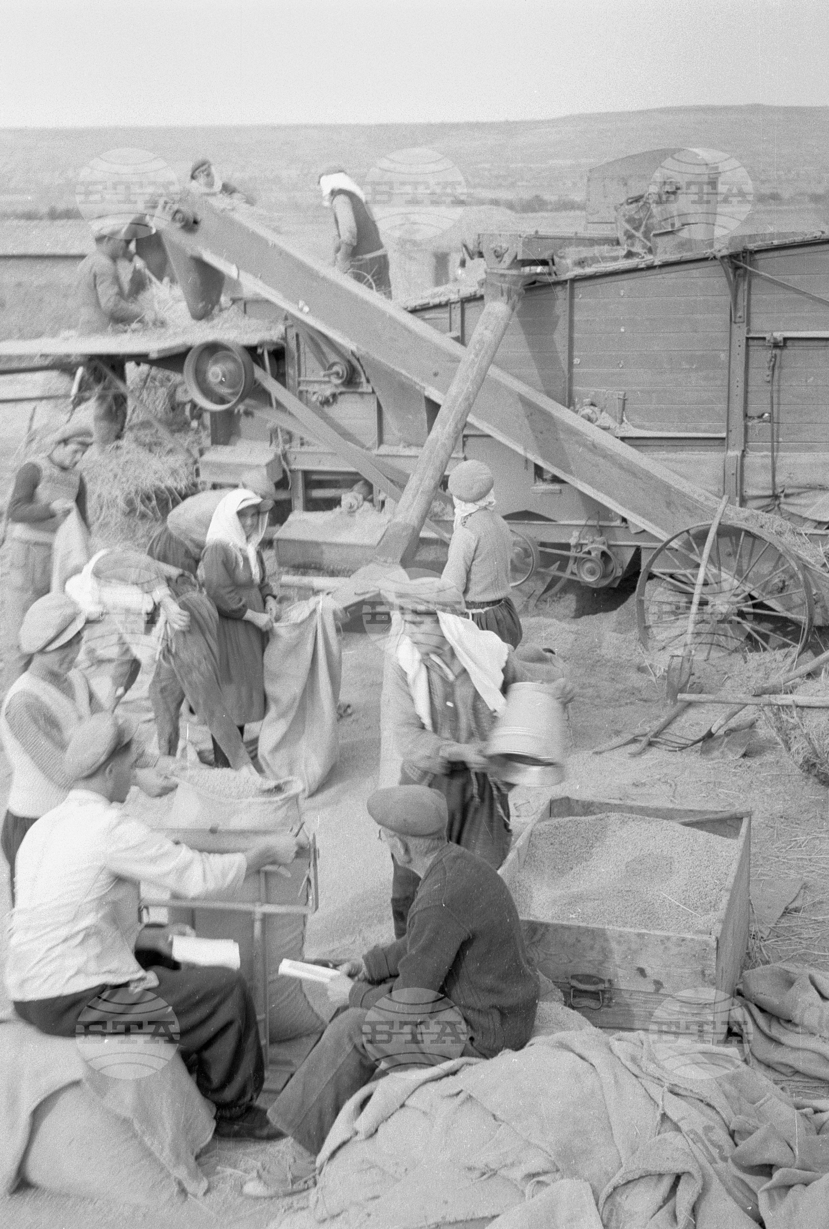 Жътва на ориз. Вършитба на ориз в Павликени - 1953 година