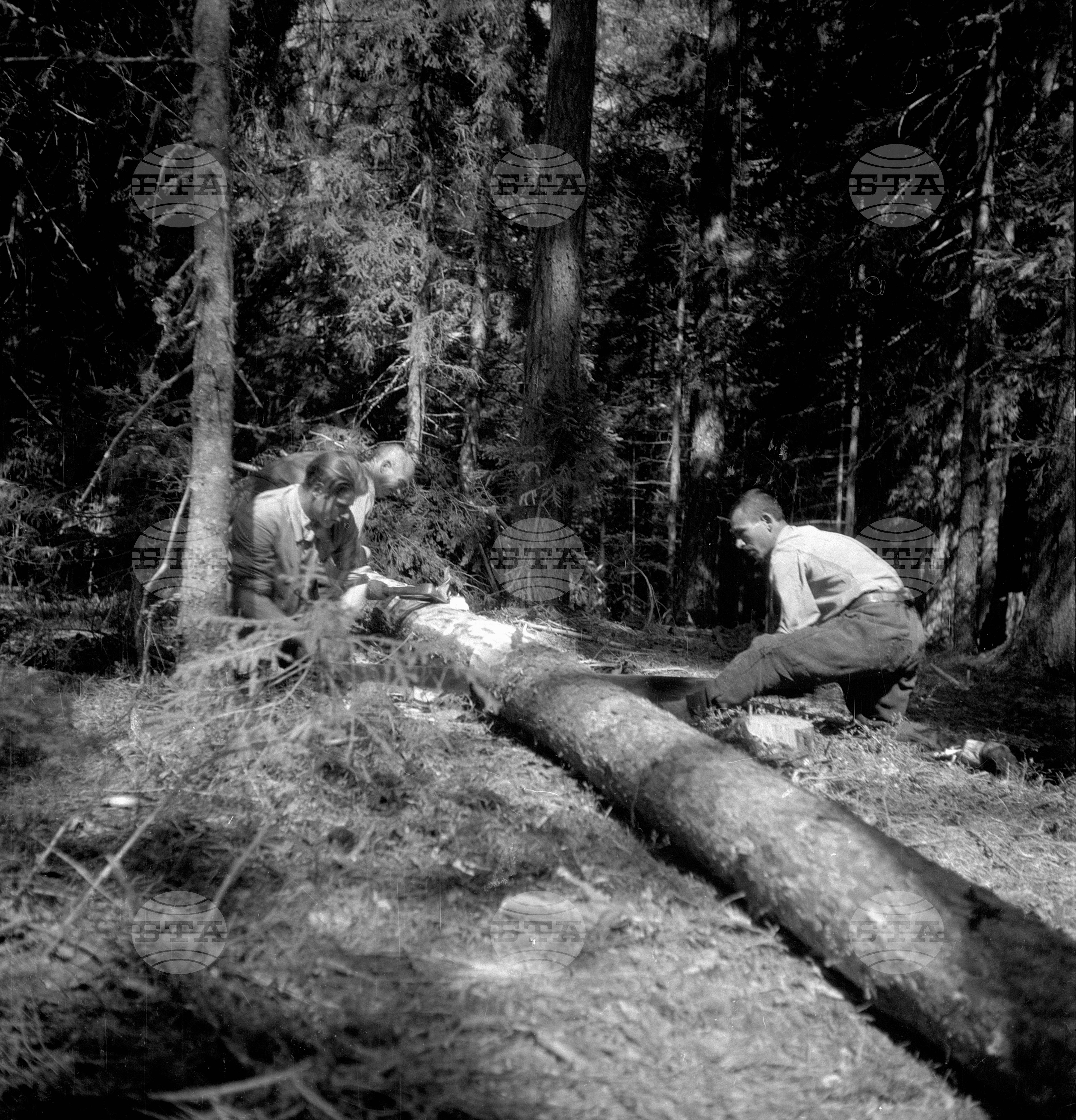 Дърводобив в държавни горски стопанства, 1951 - част 5