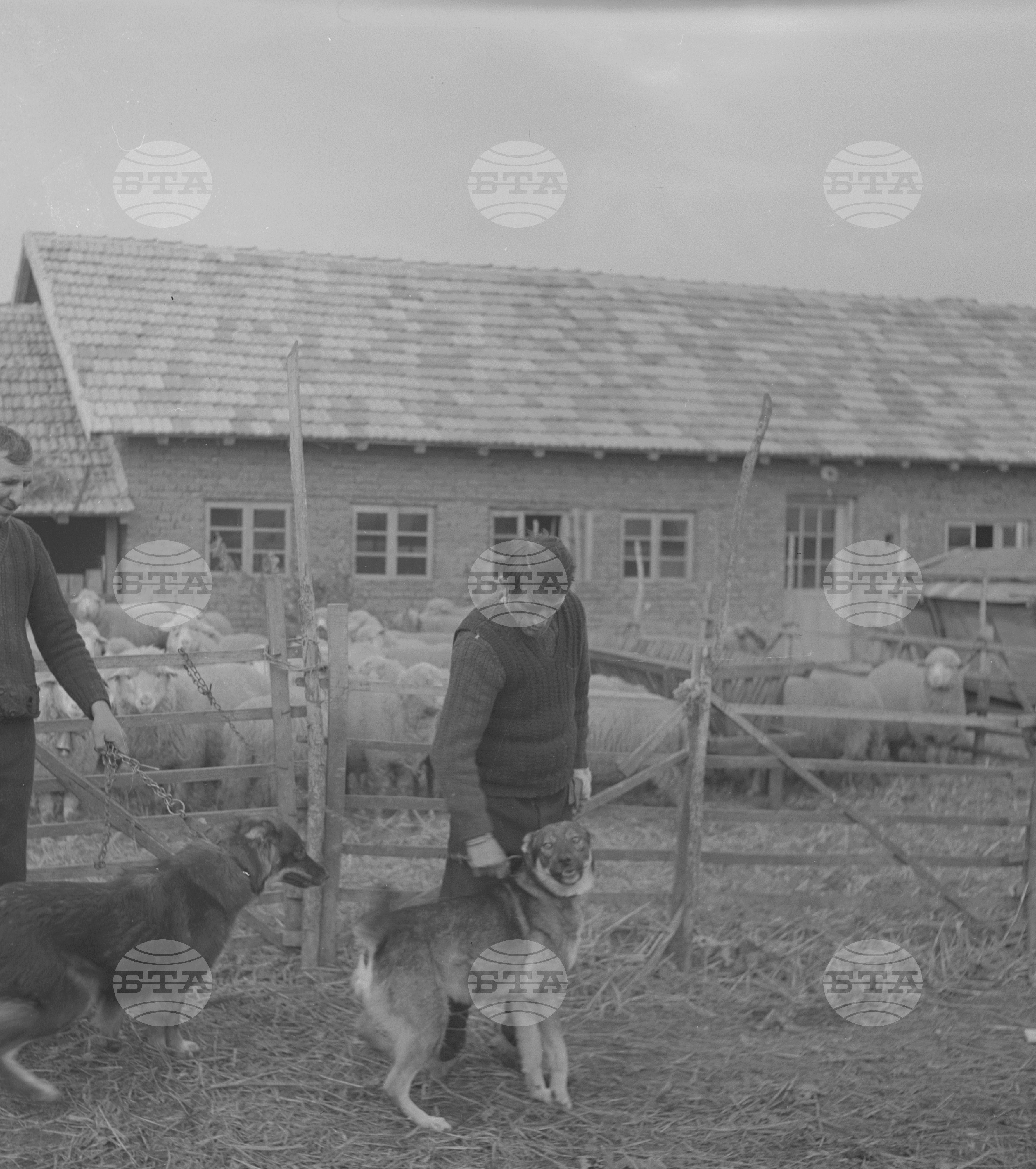 В Трудово-кооперативно земеделско стопанство (ТКЗС) с. Стамболово-Павликенско
