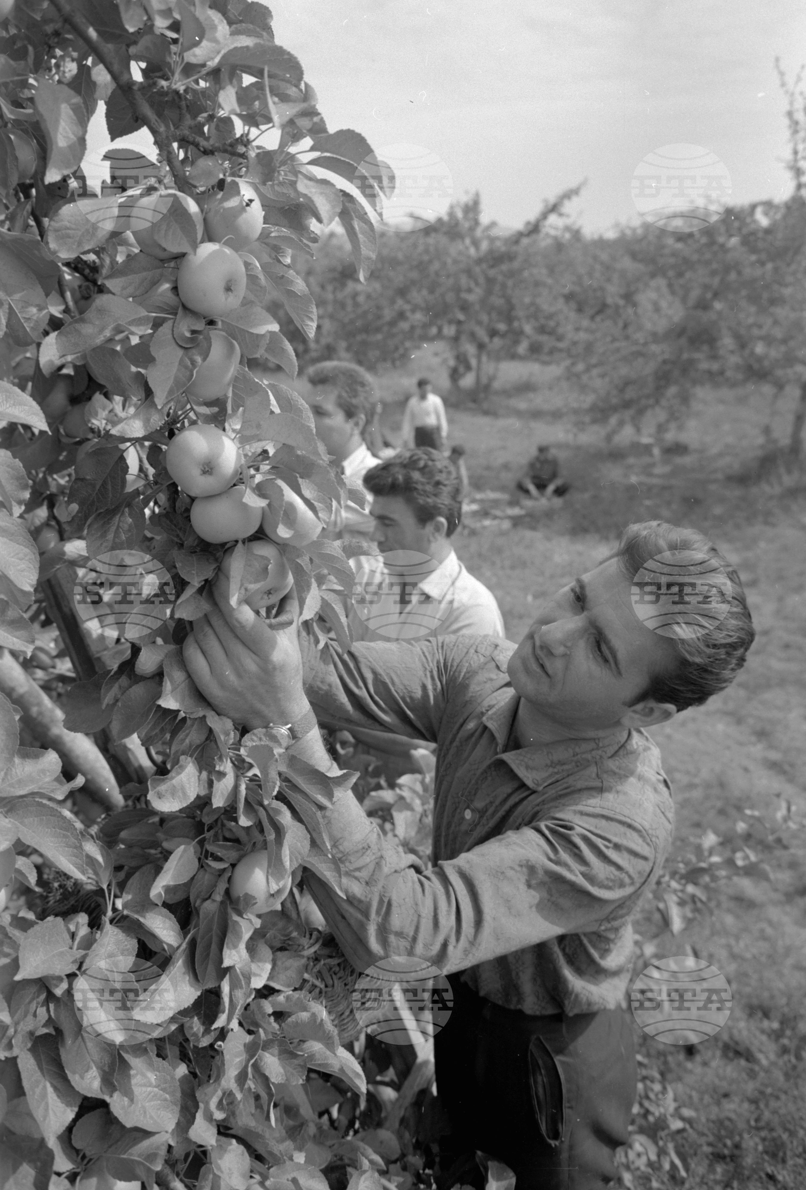 Из Кюстендилски окръг - септември 1962 година