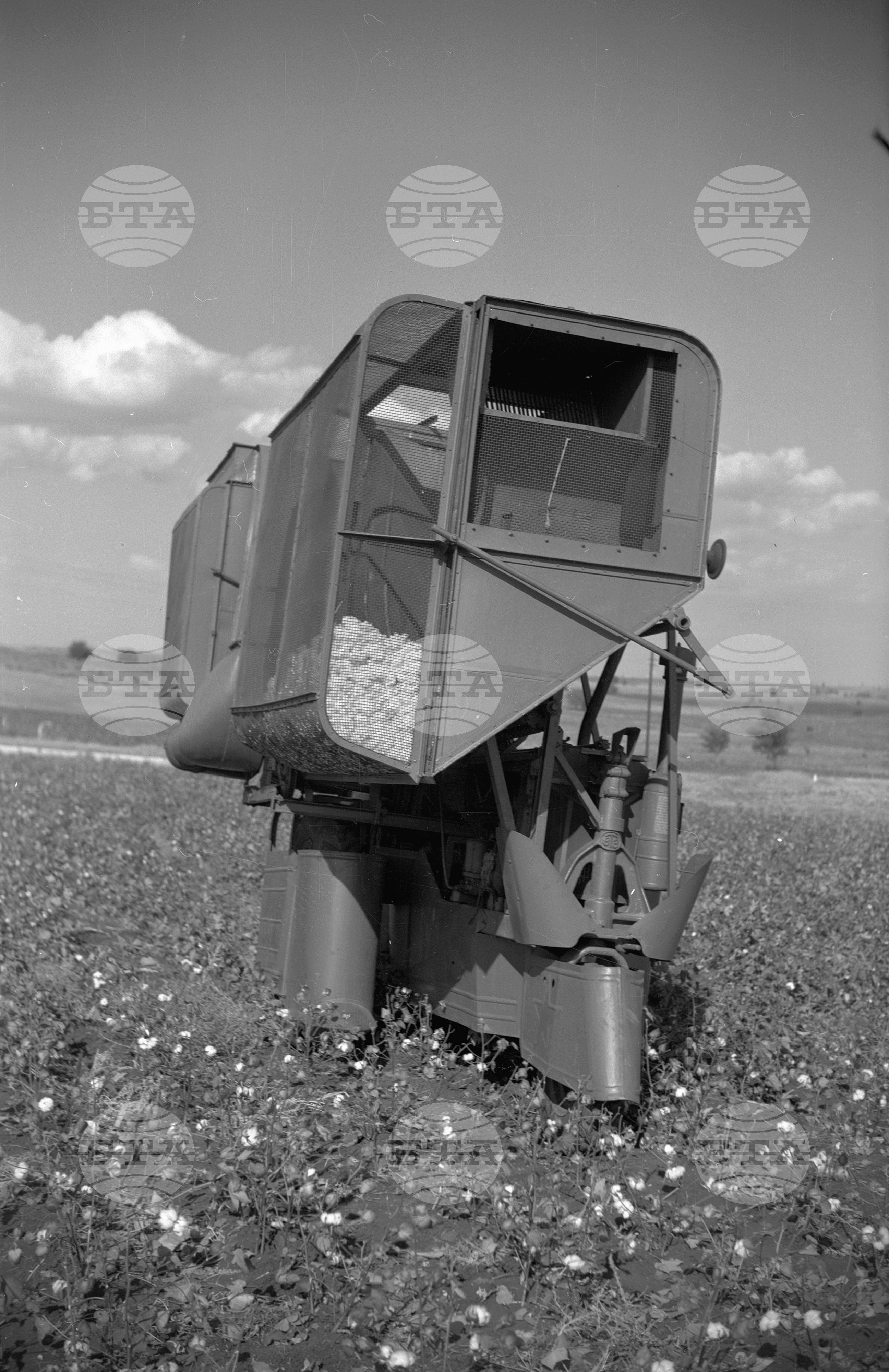 Беритба на памук - 1953 година