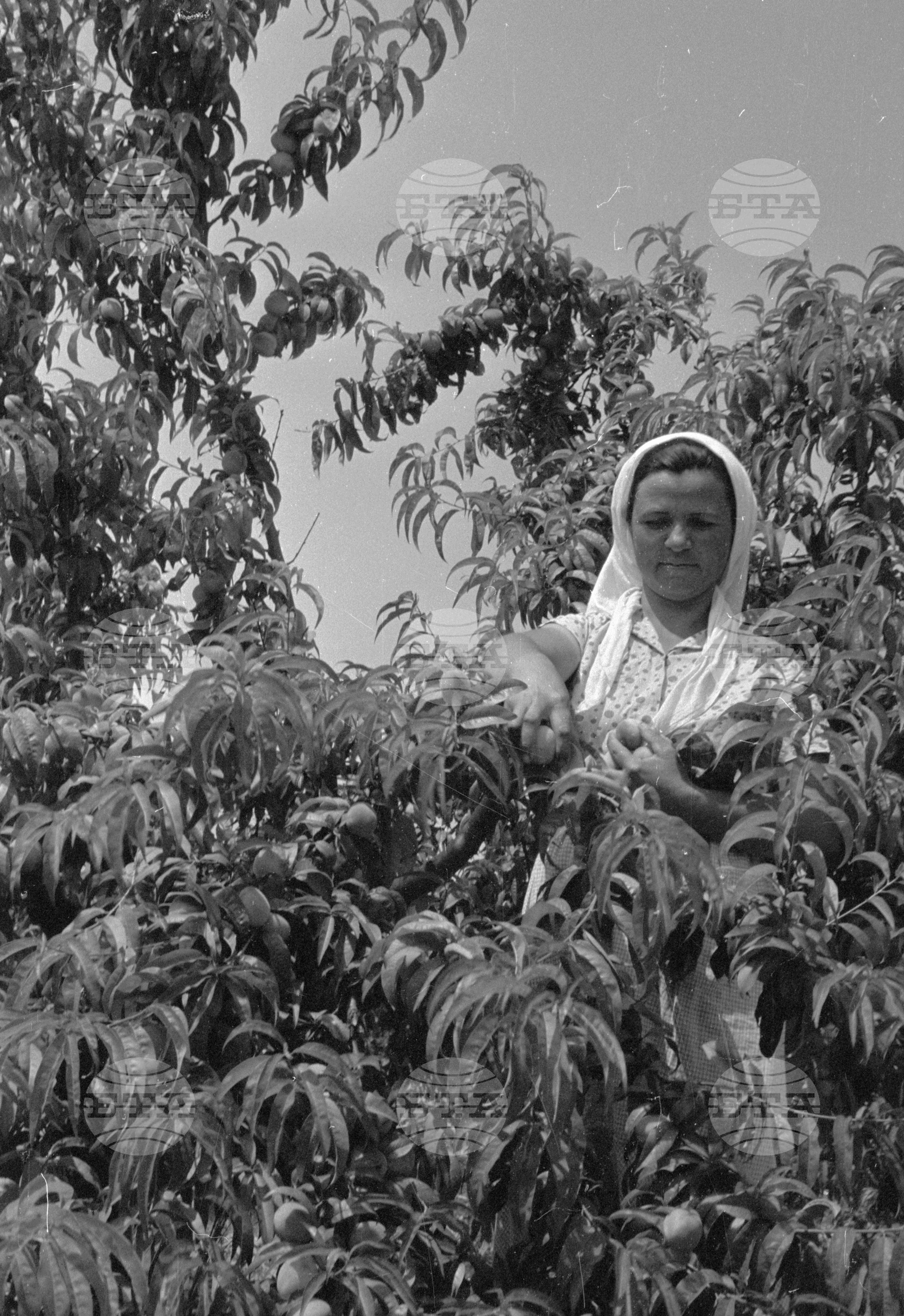 Беритбата на праскови в с. Близнец, Сливенски окръг - 1963
