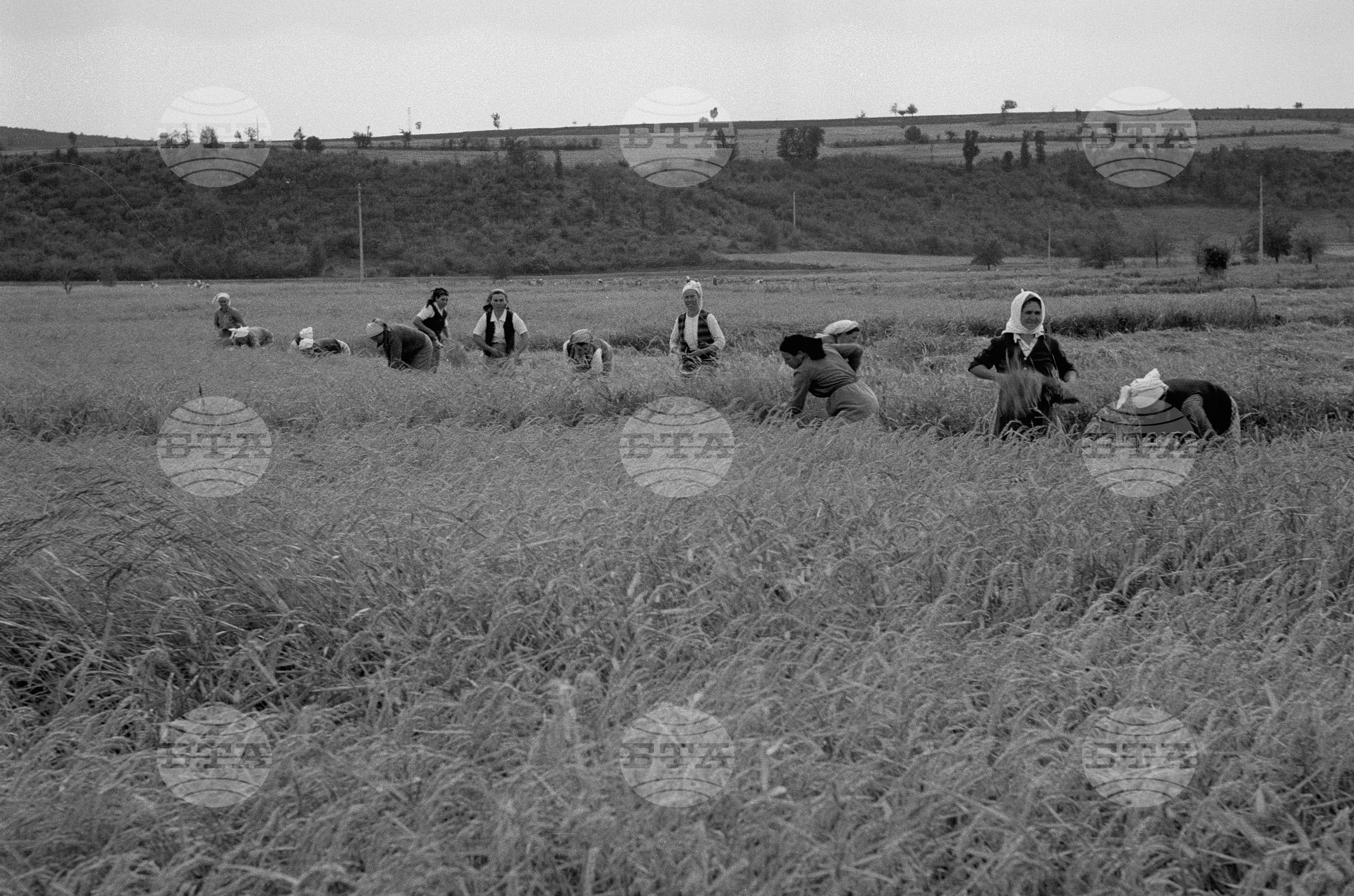 Жътва на ориз. Вършитба на ориз в Павликени - 1953 година