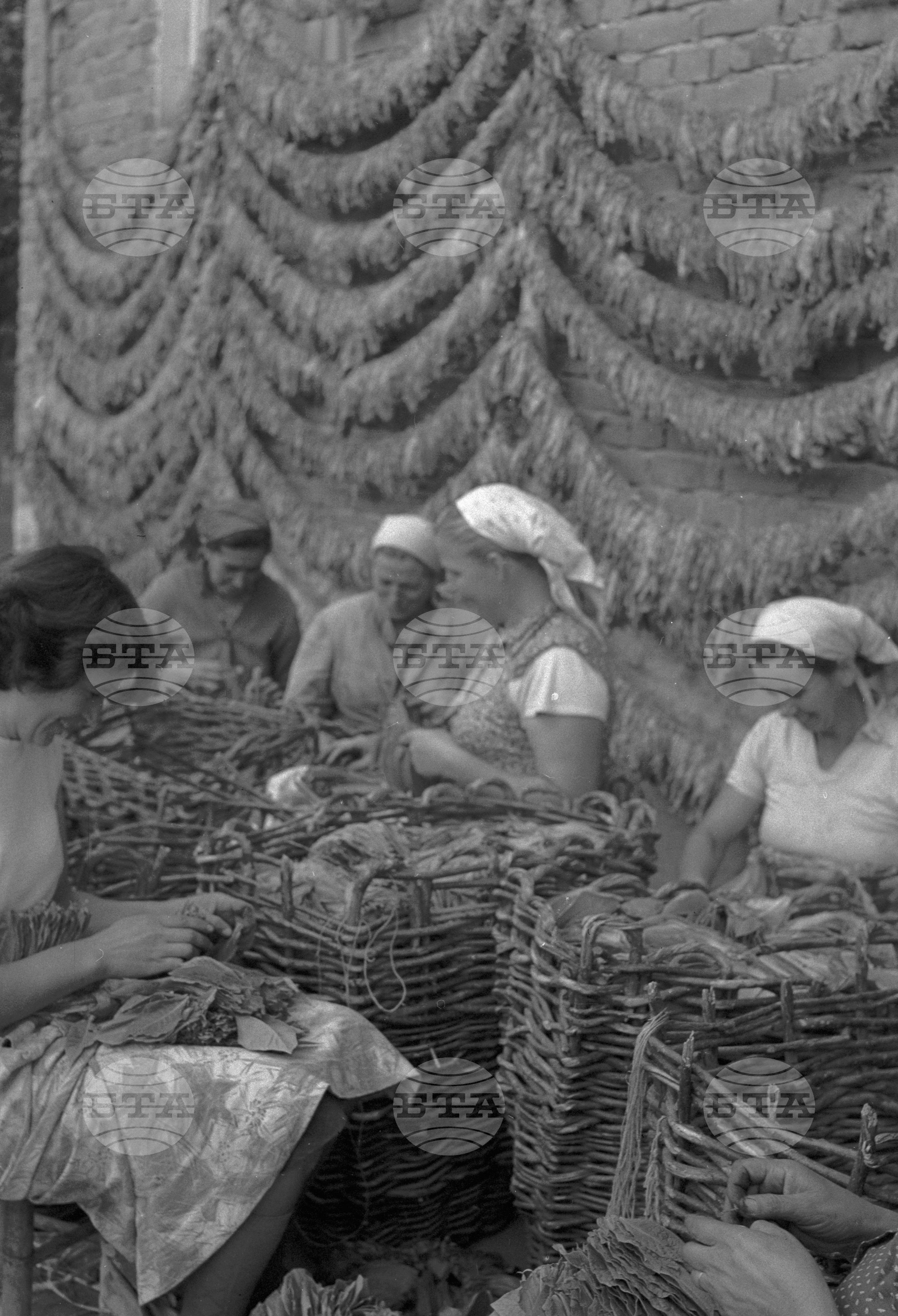 Из Кюстендилски окръг - септември 1962 година