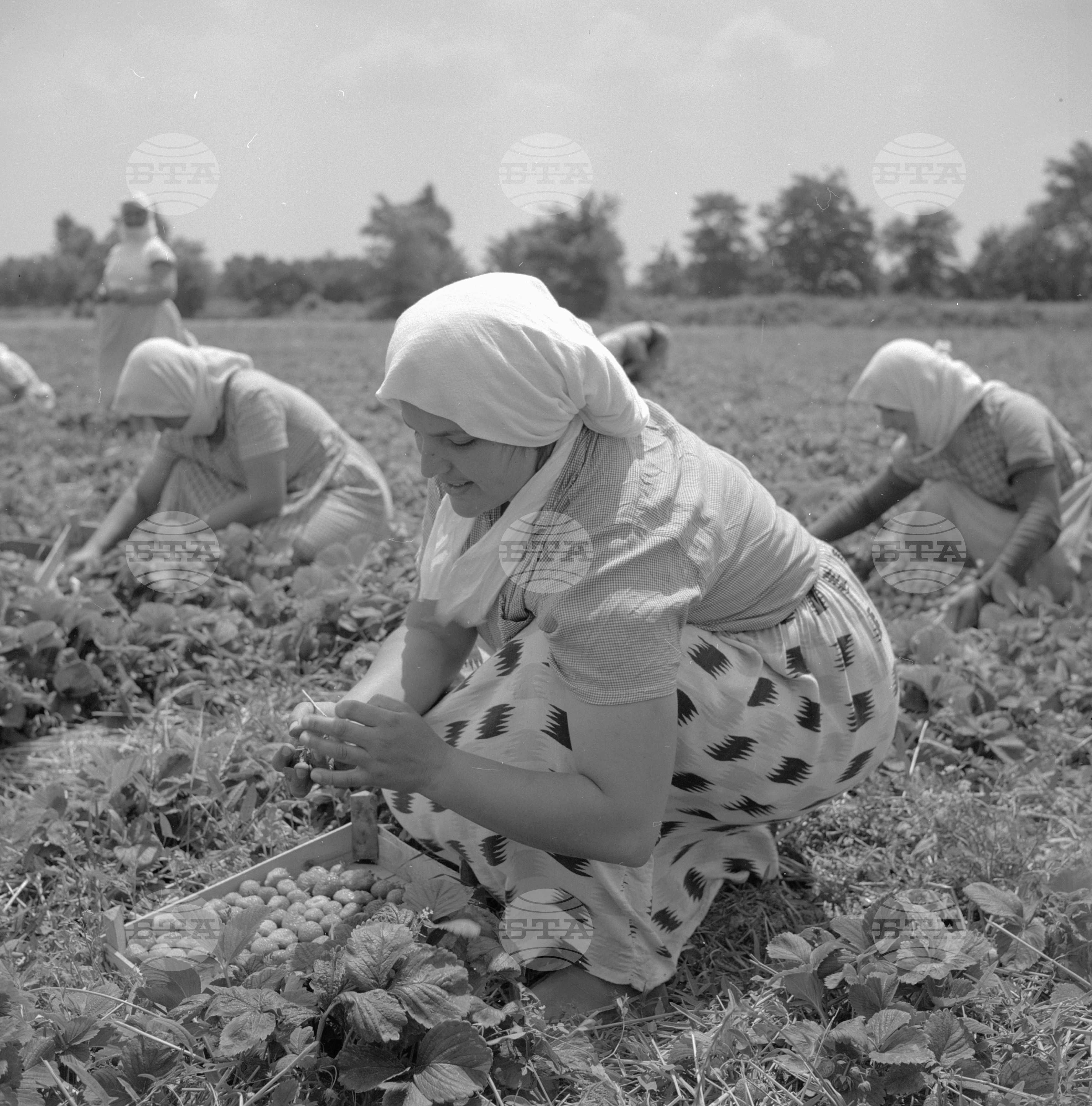 Из Пазарджишки окръг - 1963 - част 2