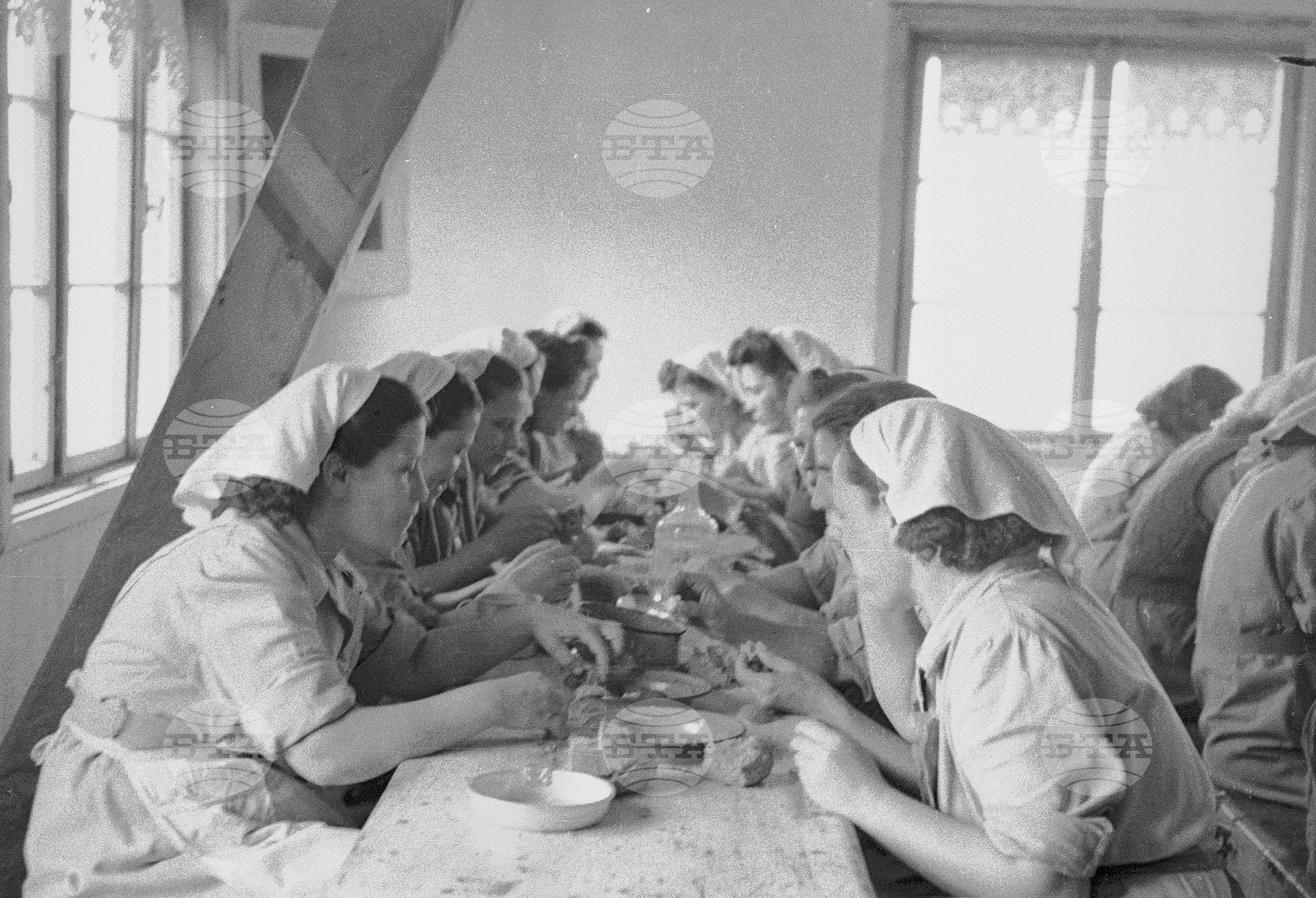 Тютюнопроизводство в България, 1951