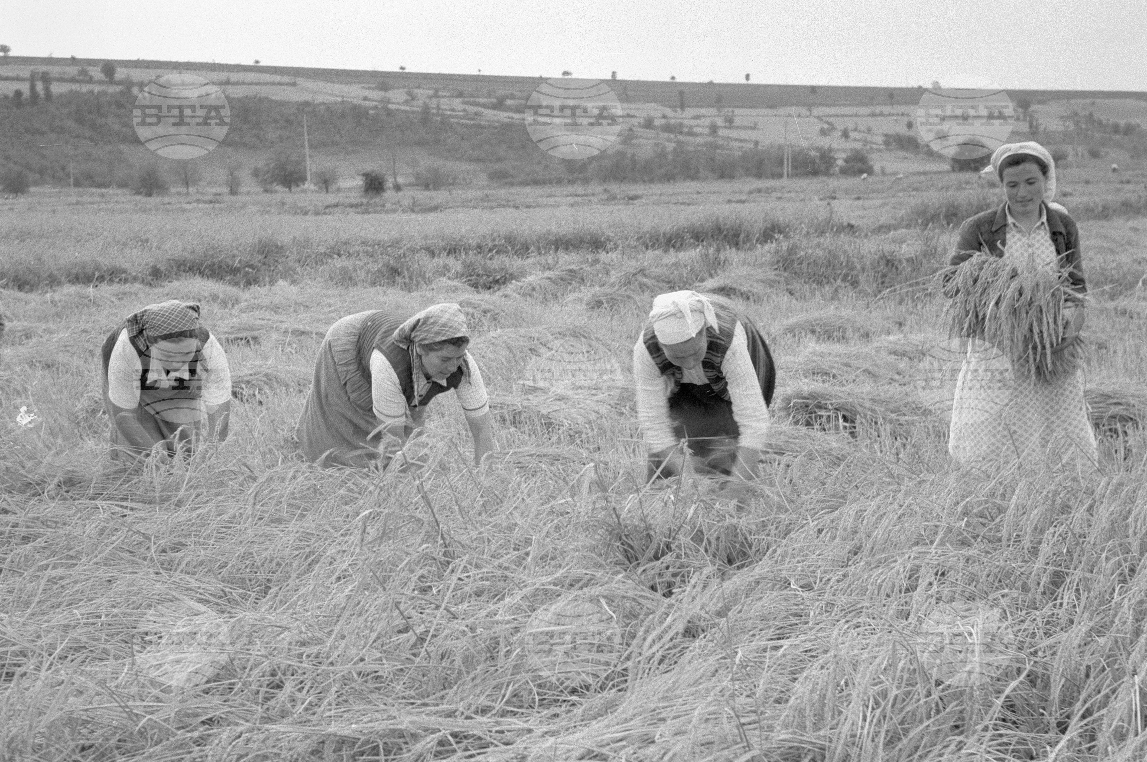 Жътва на ориз. Вършитба на ориз в Павликени - 1953 година