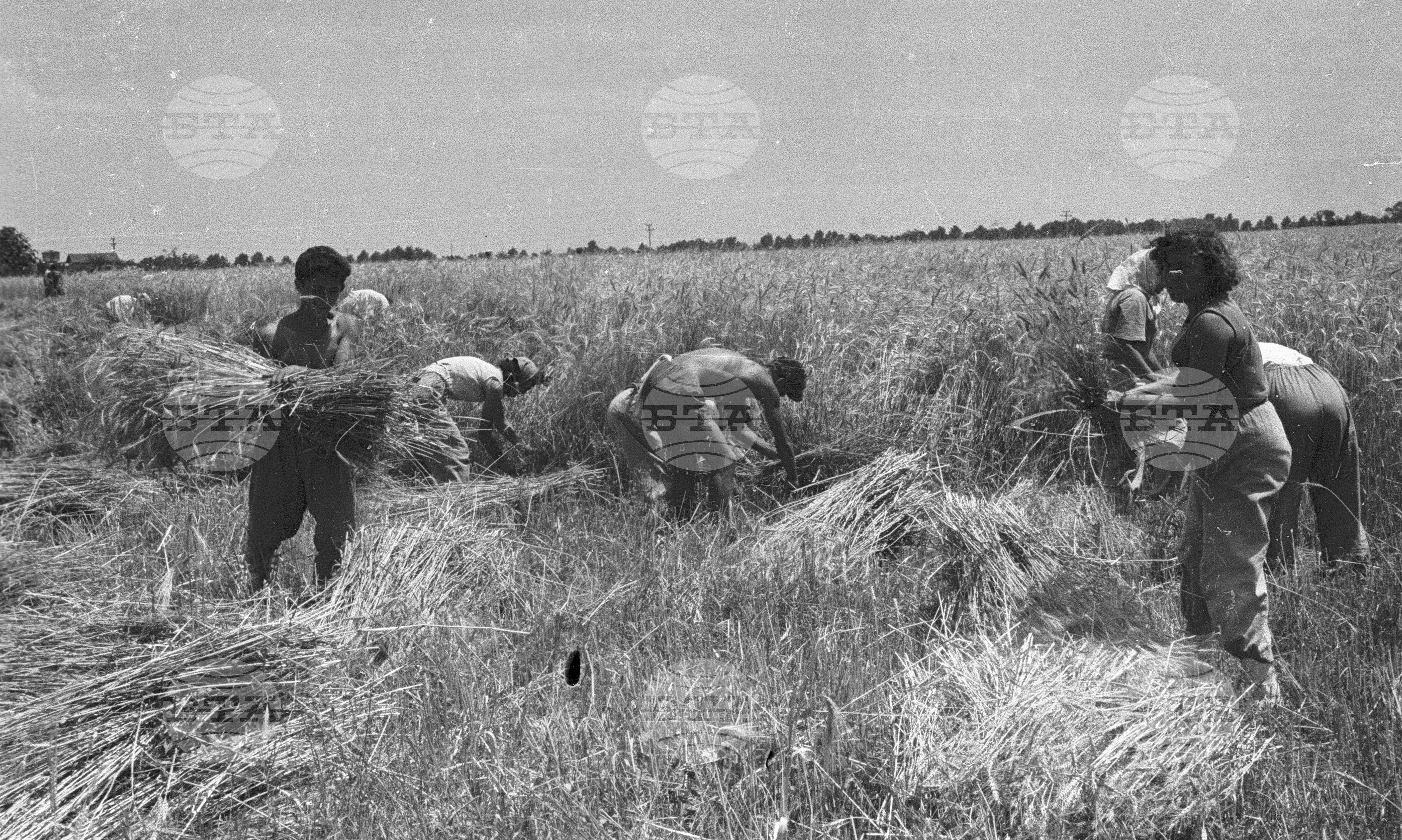 Посещение на делегатите от III конгрес на Профсъюза на продоволствените и тютюневи работници от МДФТ Пловдив. Жътва и вършитба в ТКЗС "Вълко Червенков"