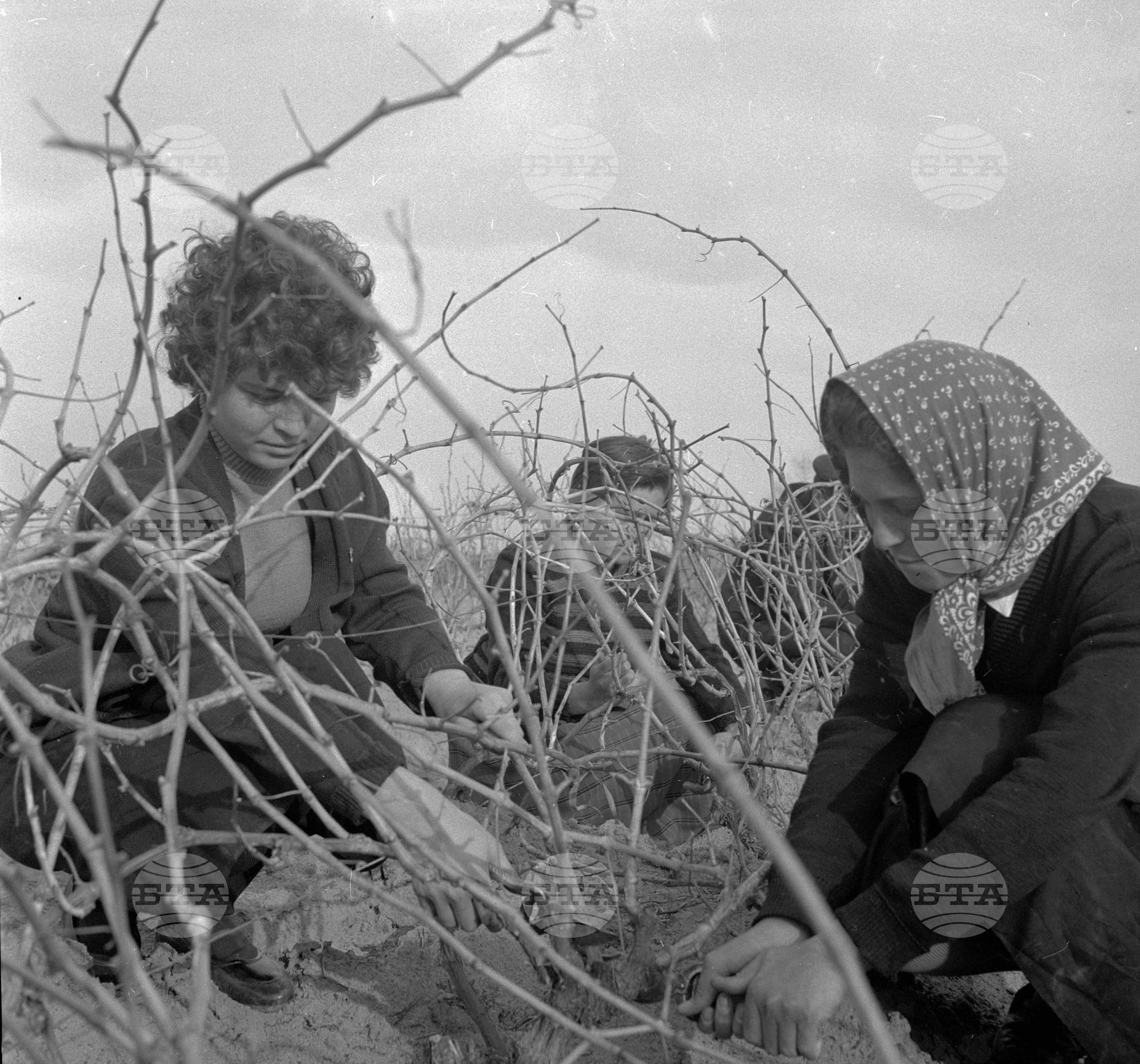 В село Виноградец, Пазарджишки окръг - част 2