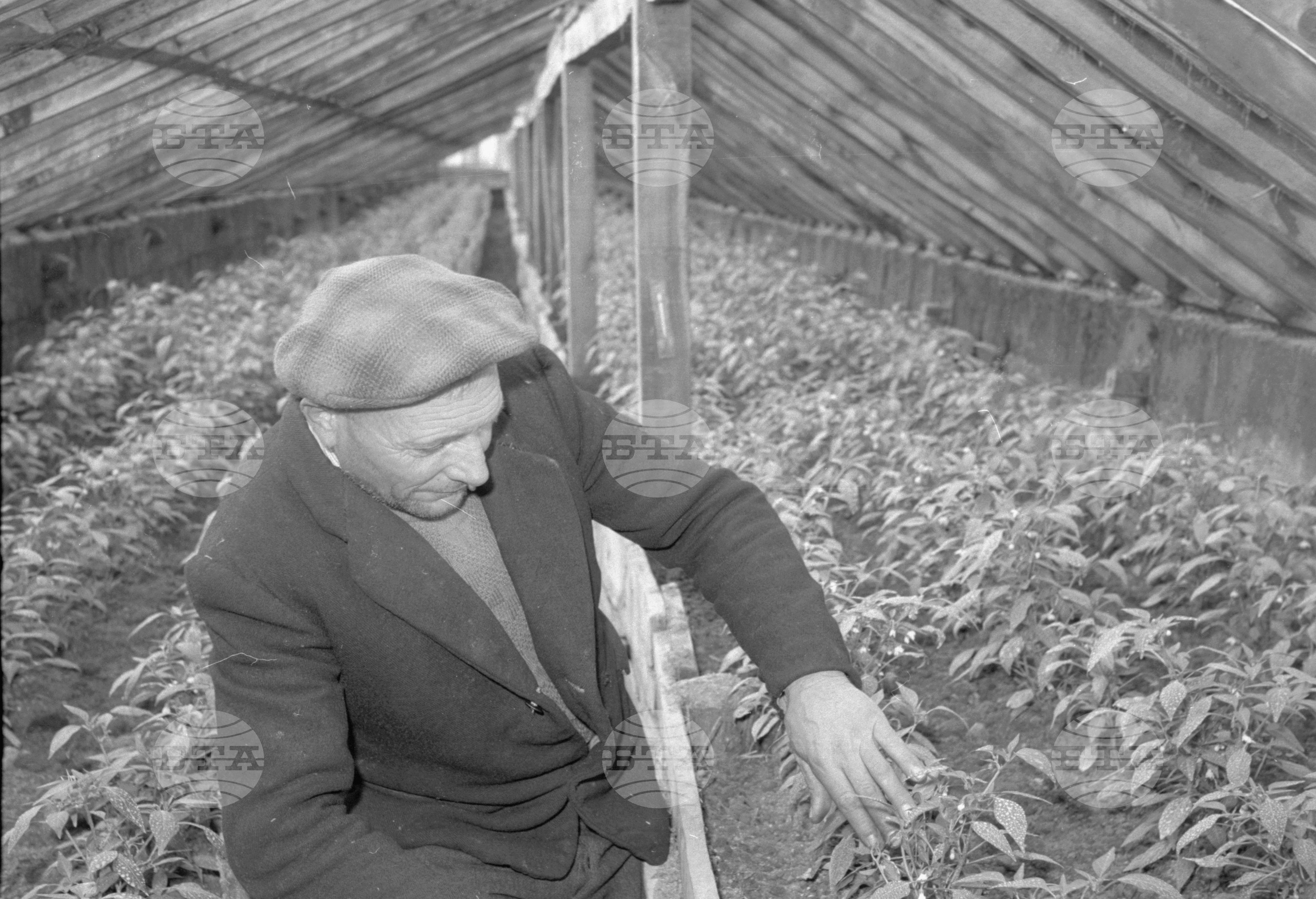 В Трудовото кооперативно земеделско стопанство (ТКЗС) "Георги Димитров" село Пелово, Плевенски окръг