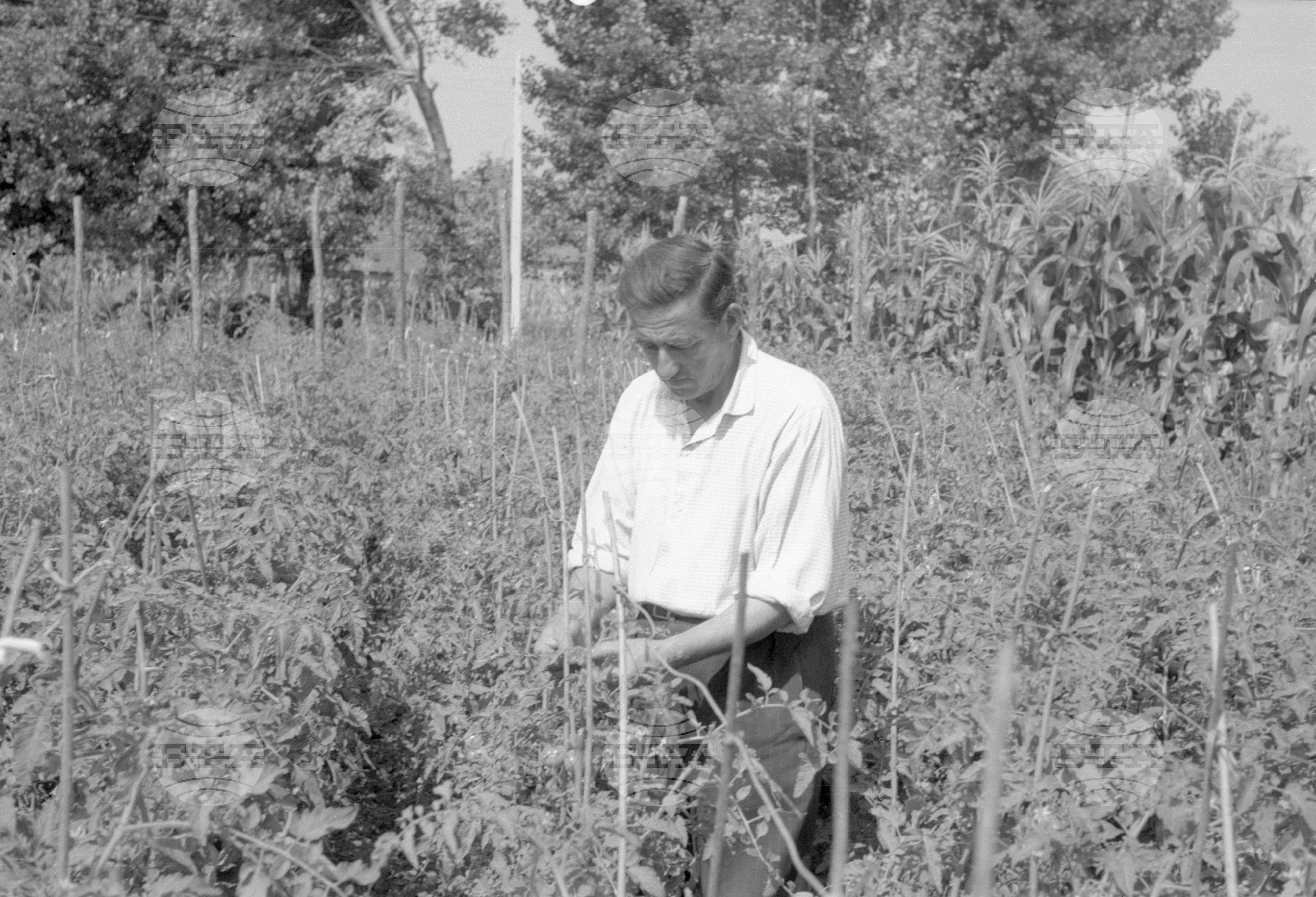 ТКЗС (Трудово кооперативно земеделско стопанство) във Видин - 1963