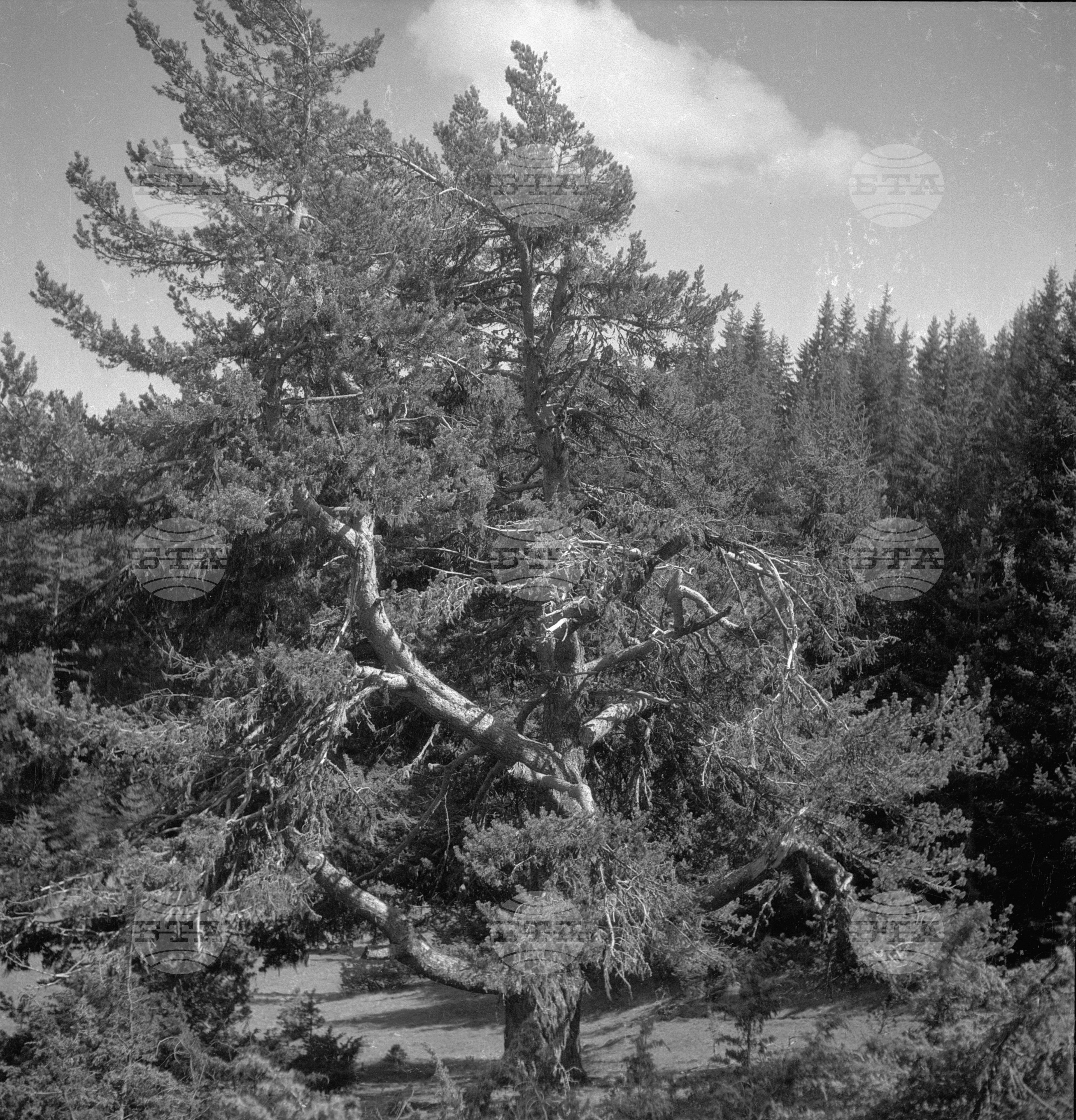 Дърводобив в държавни горски стопанства, 1951 - част 7