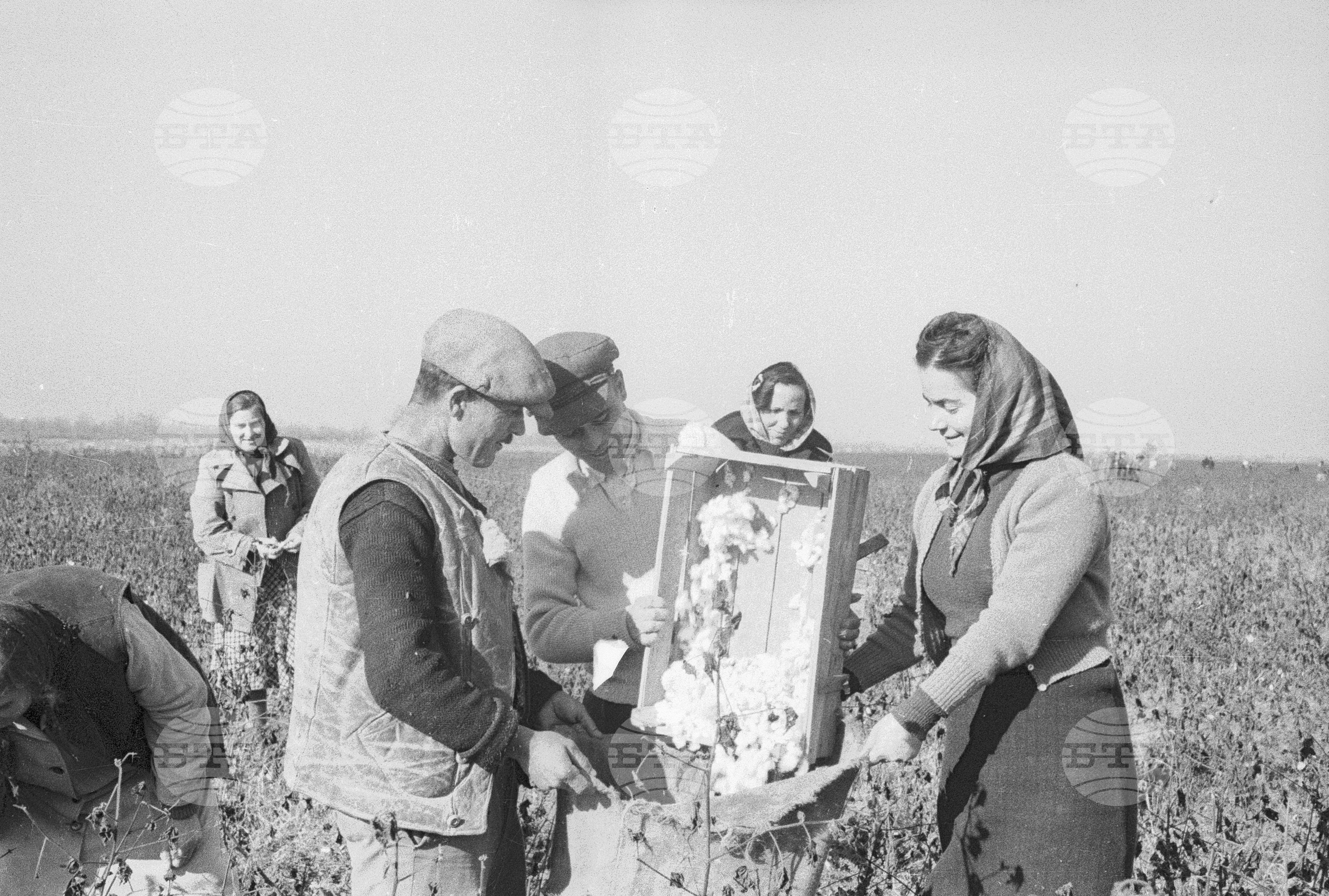 Беритба на памук в Черногорево. Архив - Българска телеграфна агенция (БТА), 1951