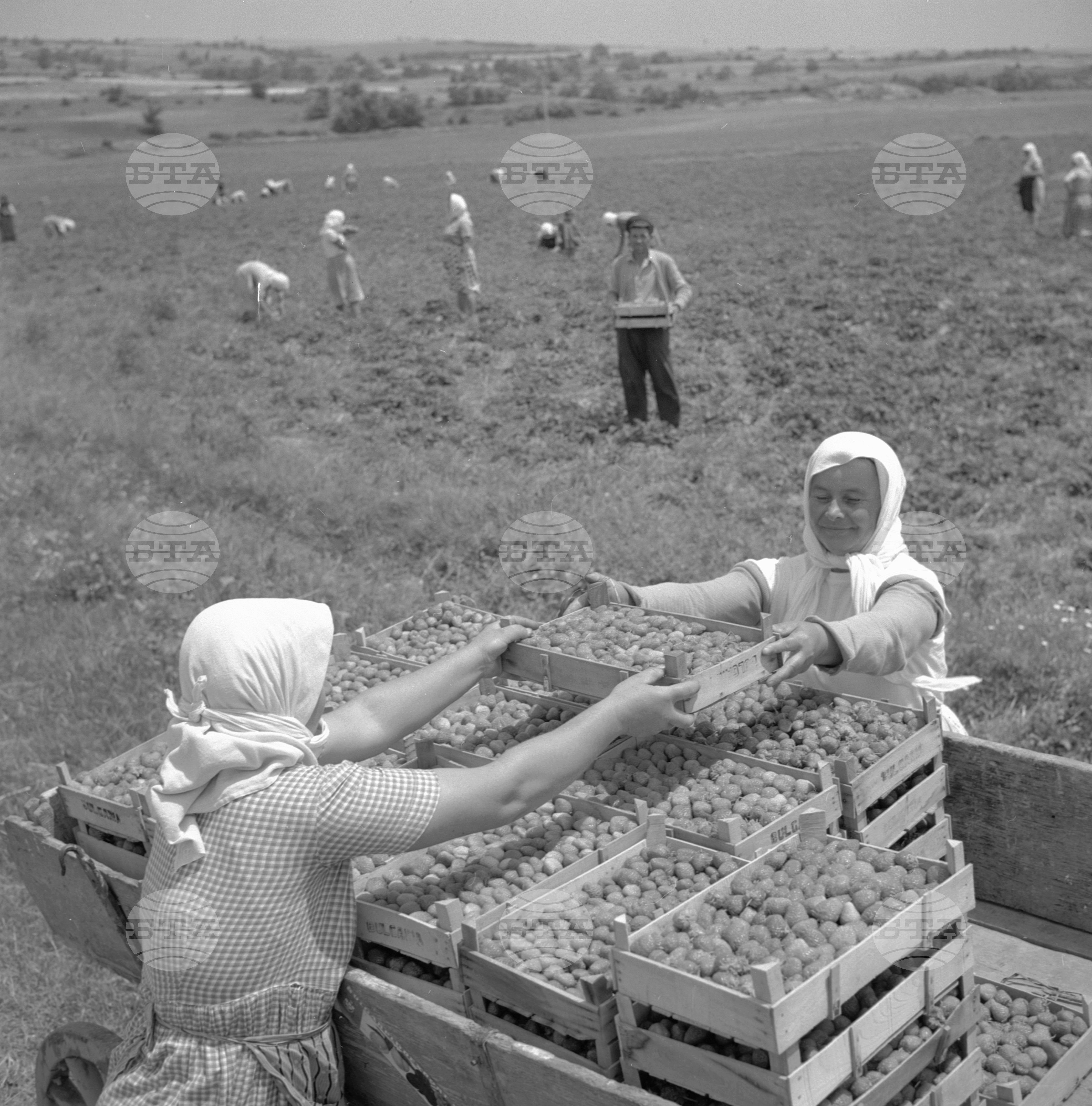 Из Пазарджишки окръг - 1963 - част 2