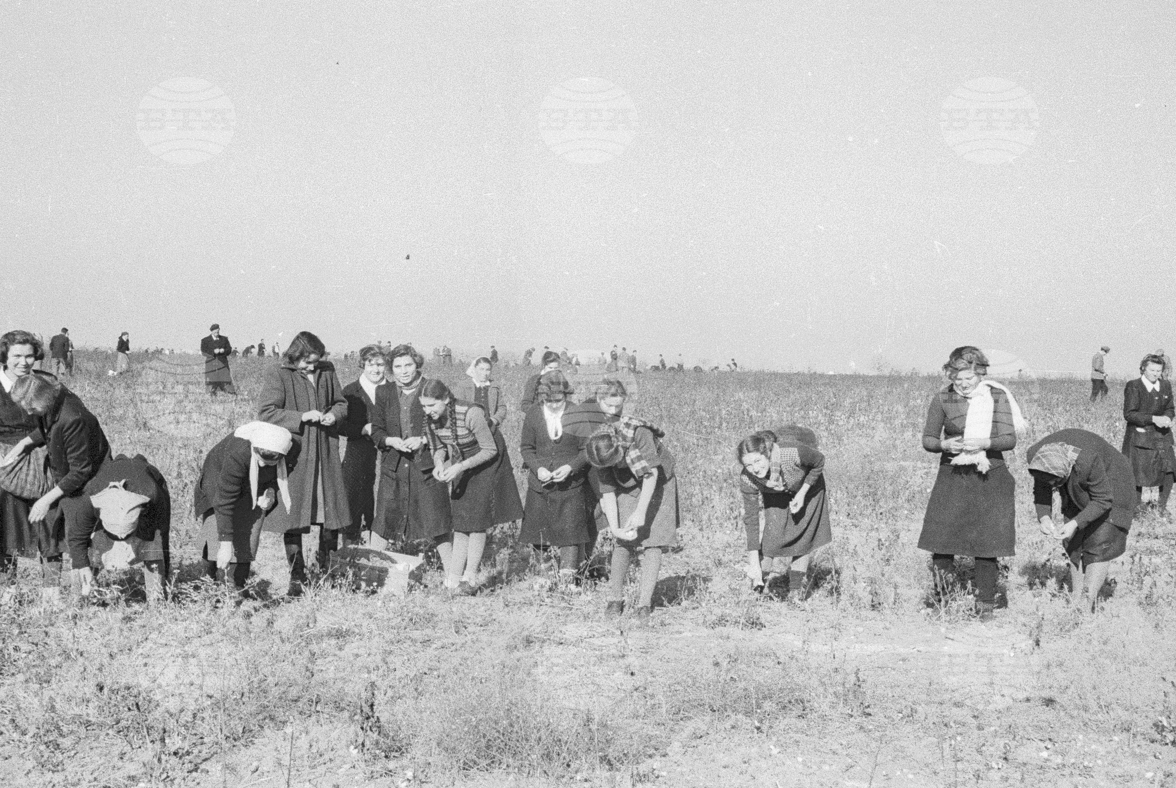 Беритба на памук в Черногорево. Архив - Българска телеграфна агенция (БТА), 1951