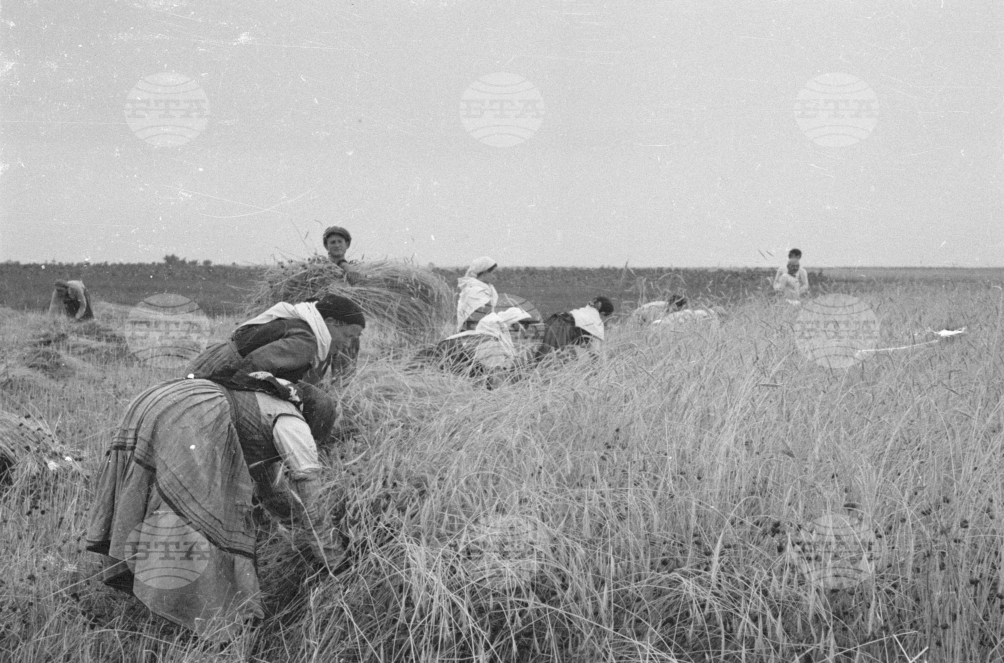 ТКЗС (Трудово кооперативно земеделско стопанство) Лесичово, Пазарджишко, 1951