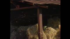 БРАЗДИ