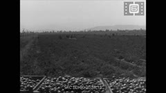 Кинопреглед N 40 1977 г.