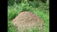 ОЧИ В ОЧИ С ЖИВОТНИТЕ - ДУБЛИ