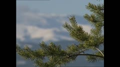 ОЧИ В ОЧИ С ЖИВОТНИТЕ - ДУБЛИ